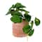 9" Potted Peperomia by Ashland®